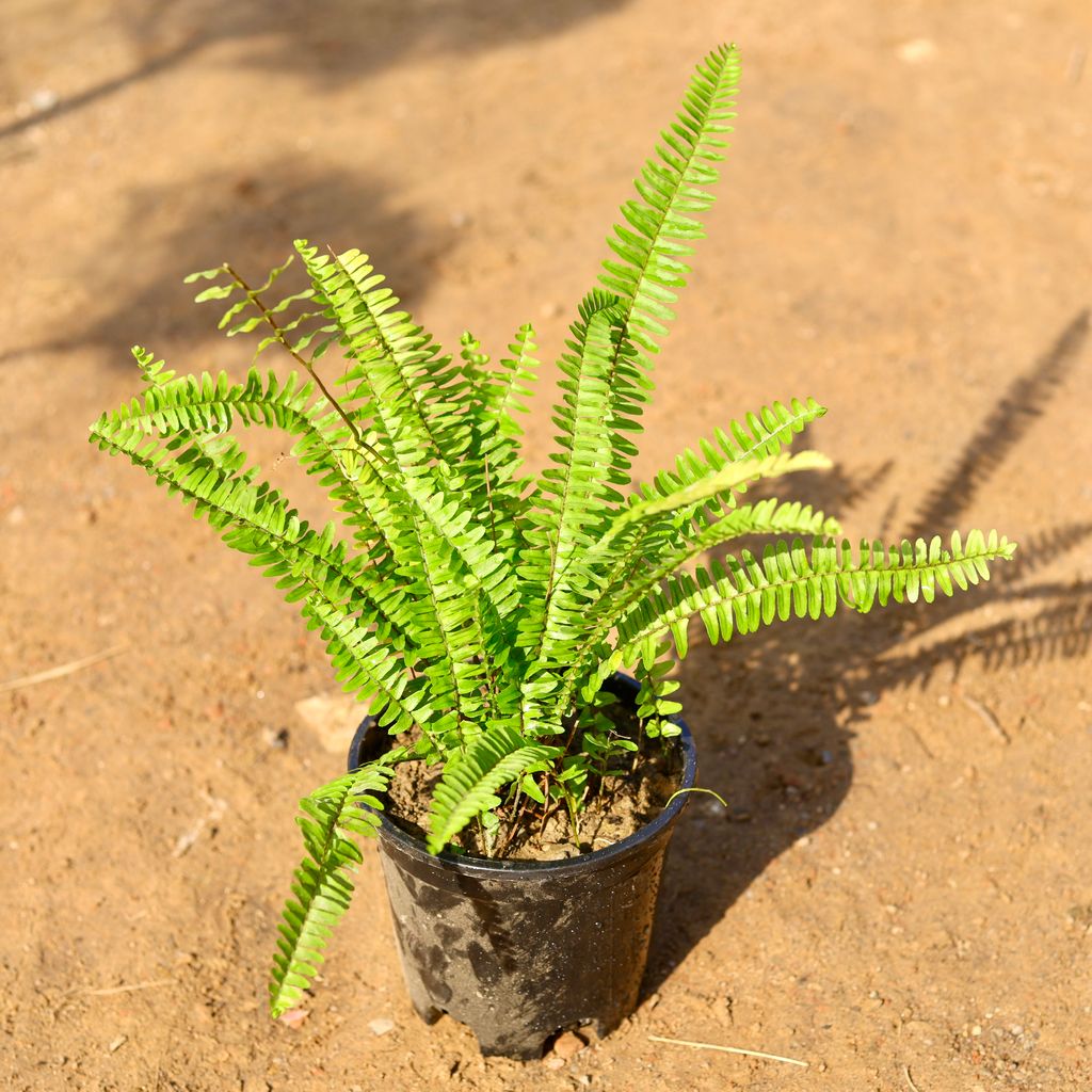 Buy Boston Fern in 6 Inch Nursery Pot Online | Urvann.com Boston Fern in 6 Inch Nursery Pot