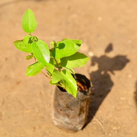 Passion Flower / Passiflora / Rakhi Bel (any colour) in 4 Inch Nursery Bag