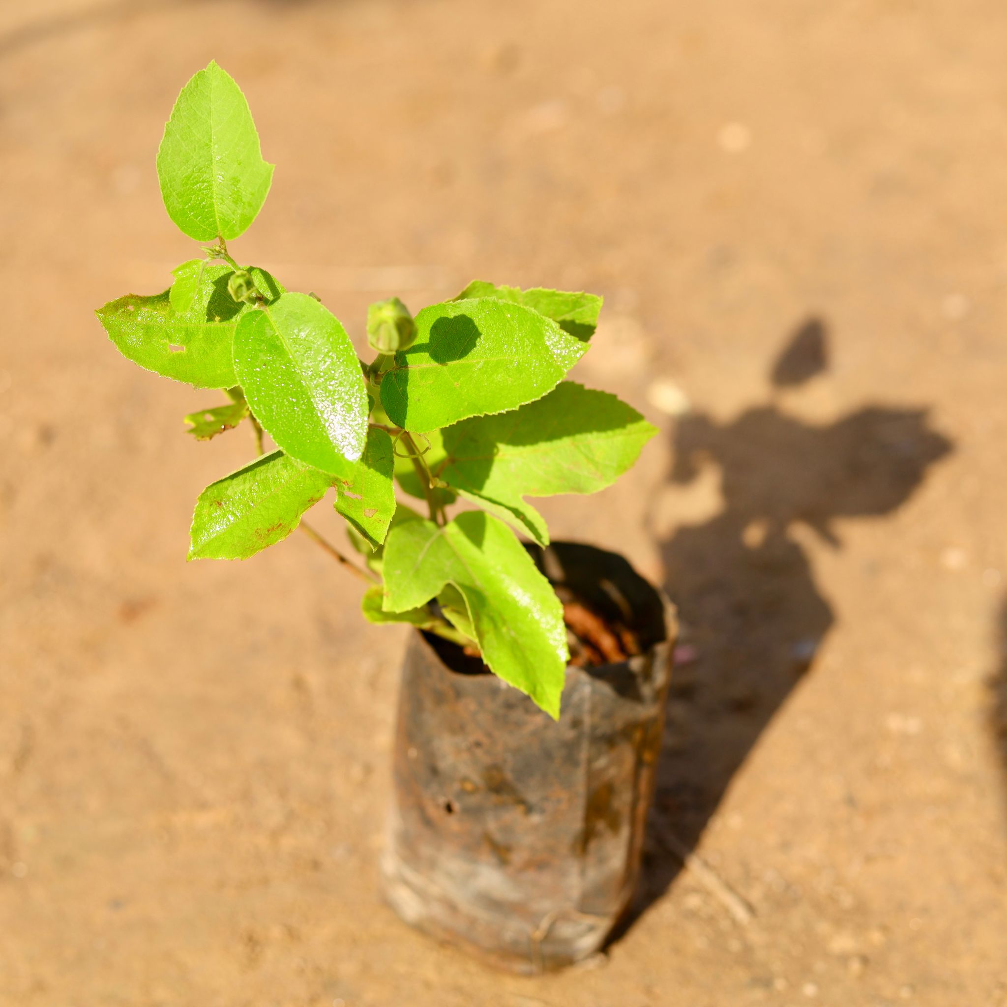 Passion Flower / Passiflora / Rakhi Bel (any colour) in 4 Inch Nursery Bag