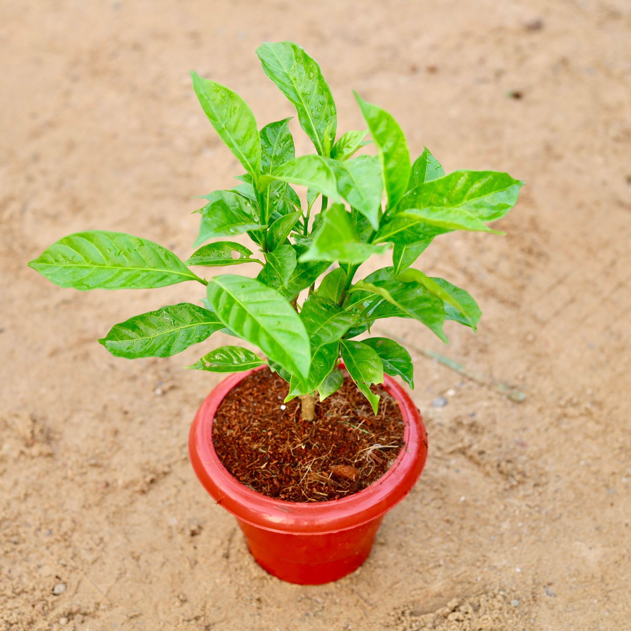 Double Chandni in 6 Inch Classy Red Plastic Pot