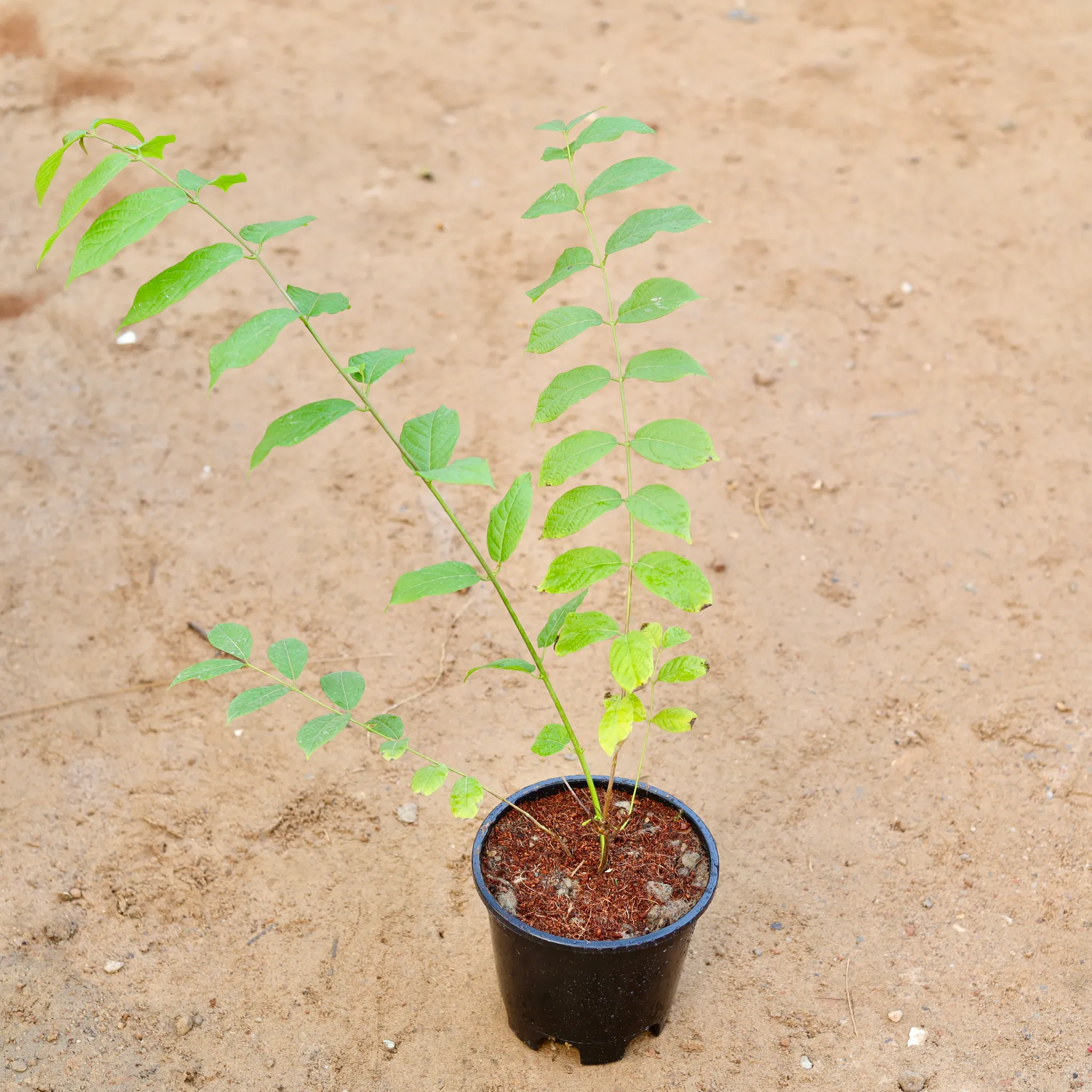 Madhumalti Bel / Rangoon Creeper (any colour) in 6 Inch Nursery Pot