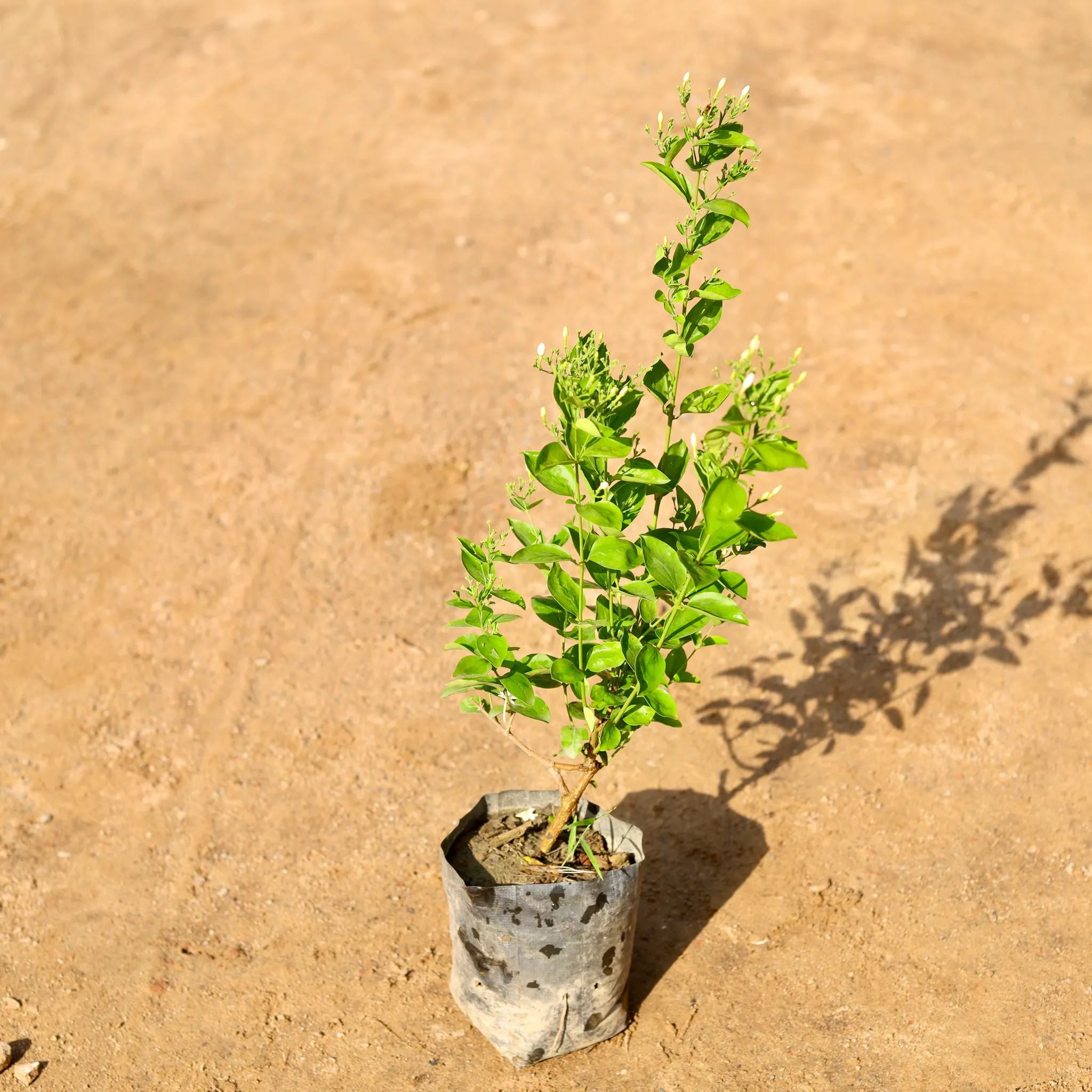 Juhi / Jasmine in 4 Inch Nursery Bag