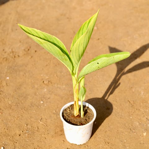 Canna Lily Variegated Orange in 6 Inch White Nursery pot