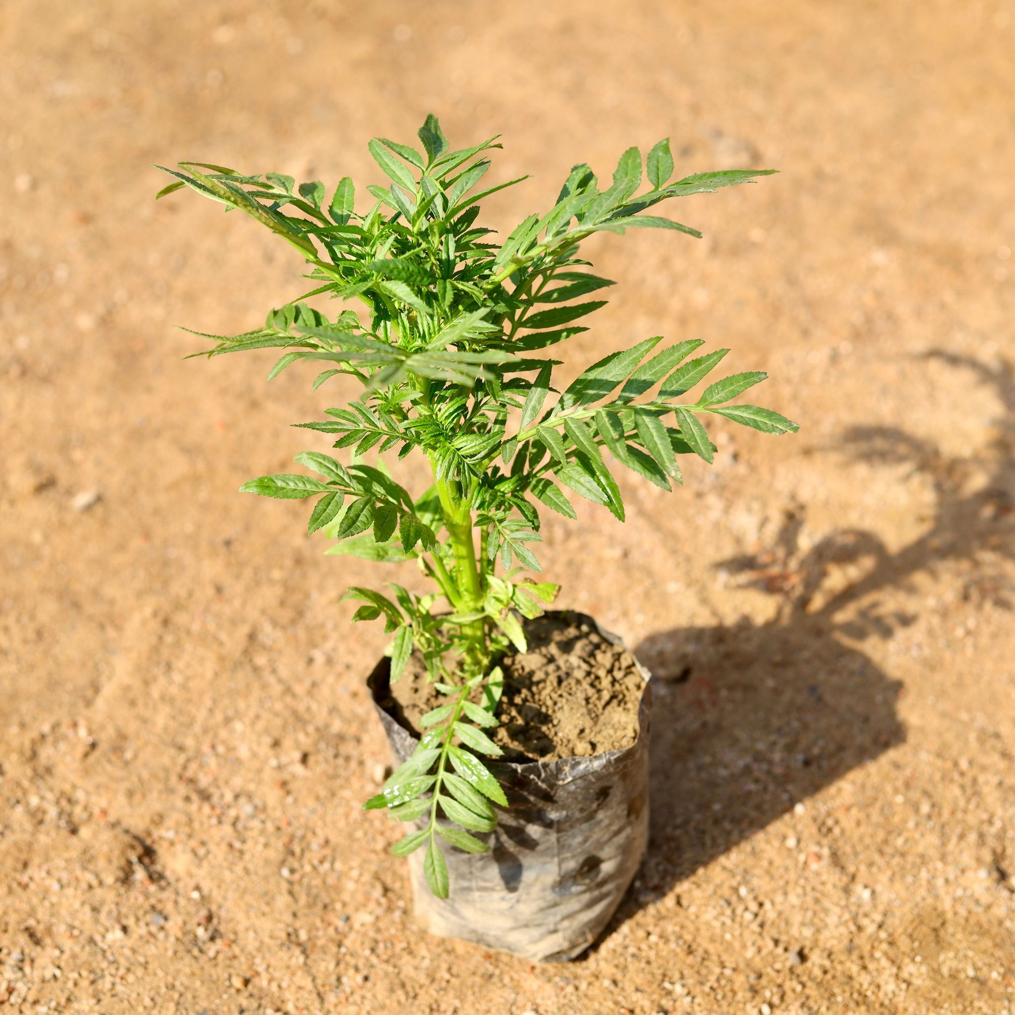 Marigold / Genda Hazari (any colour) in 4 Inch Nursery Bag