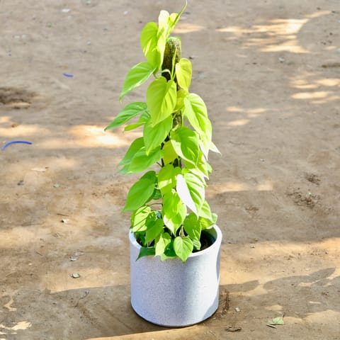 Oxycardium Golden with 3 Ft Moss Stick in 12 inch Marble White Cylindrical Fox Fiberglass Pot