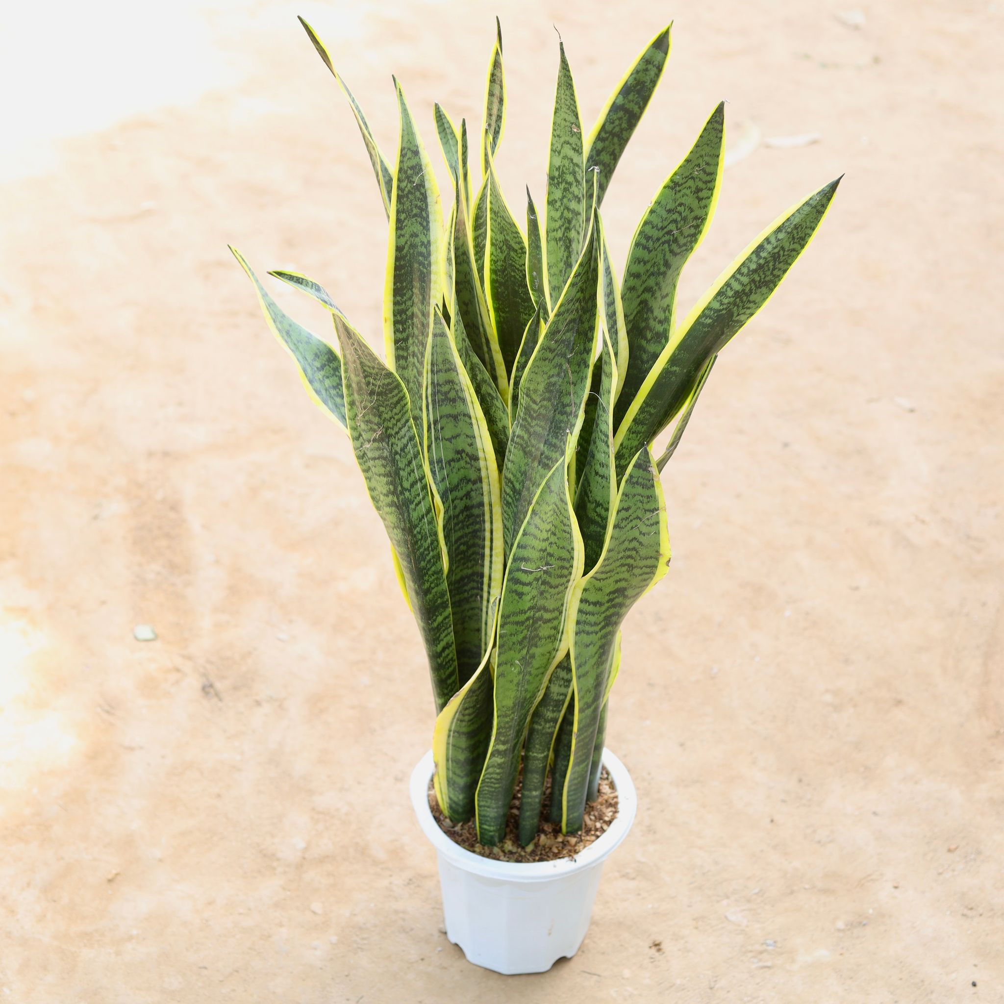 Snake Sansevieria Laurenti Bushy Imported in 8 inch White Nursery Pot