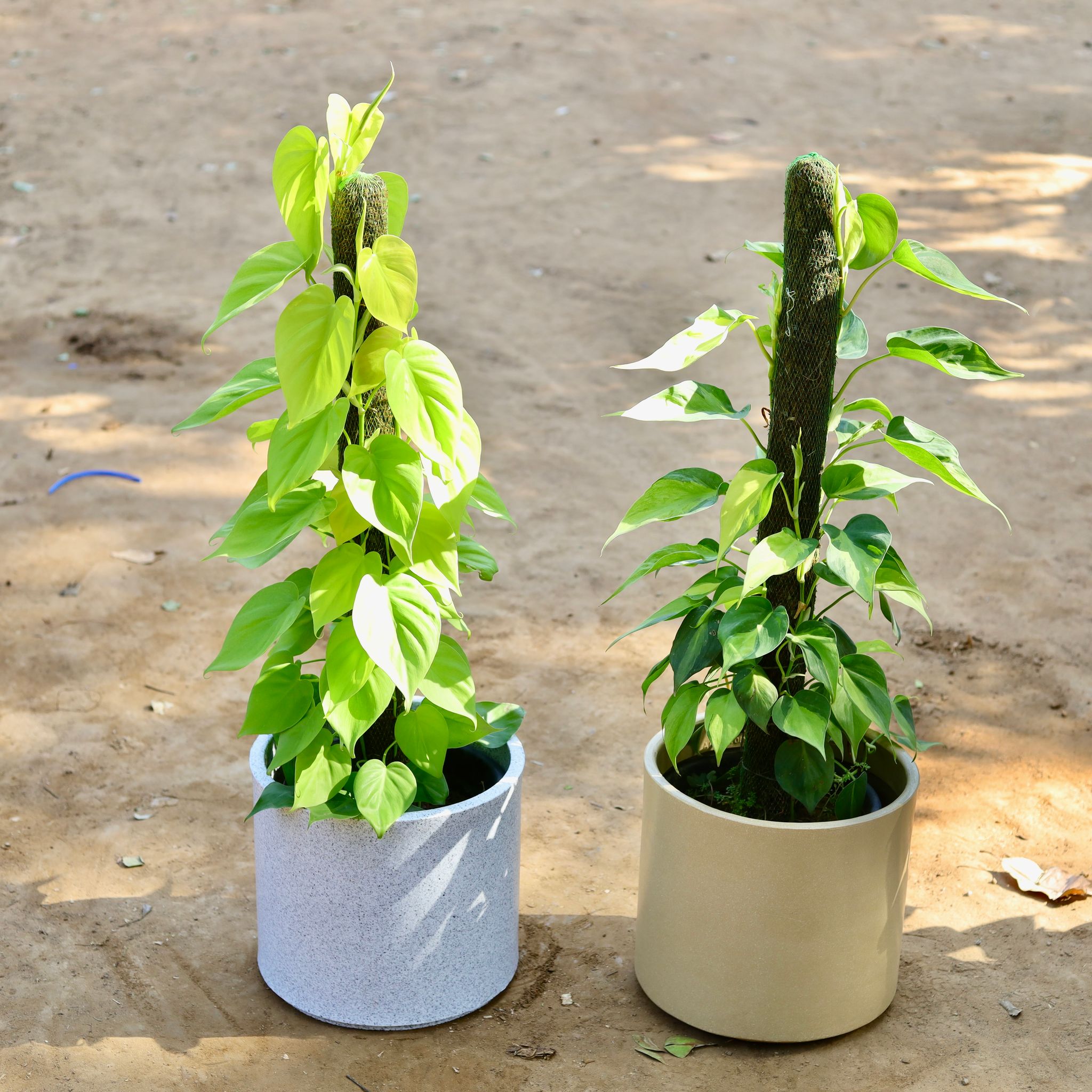 Set of 2 - Oxycardium Golden & Variegated in 12 inch Marble White & Beige Cylindrical Fox Fiberglass Pot