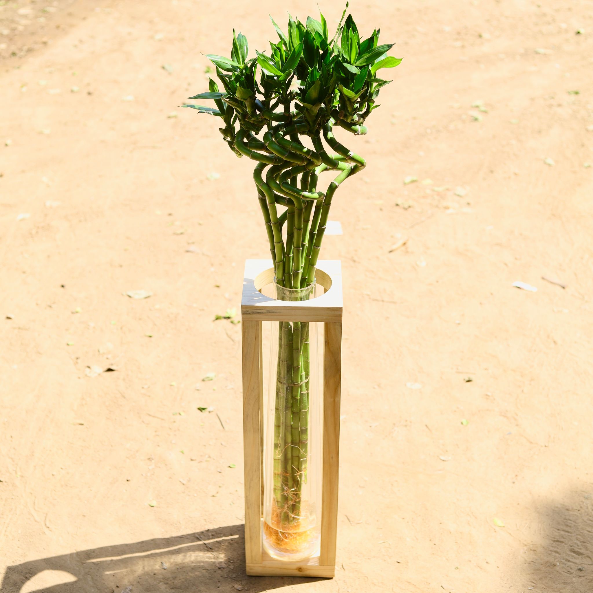 Spiral Bamboo 10 sticks ~ 90 cm in Wooden Stand