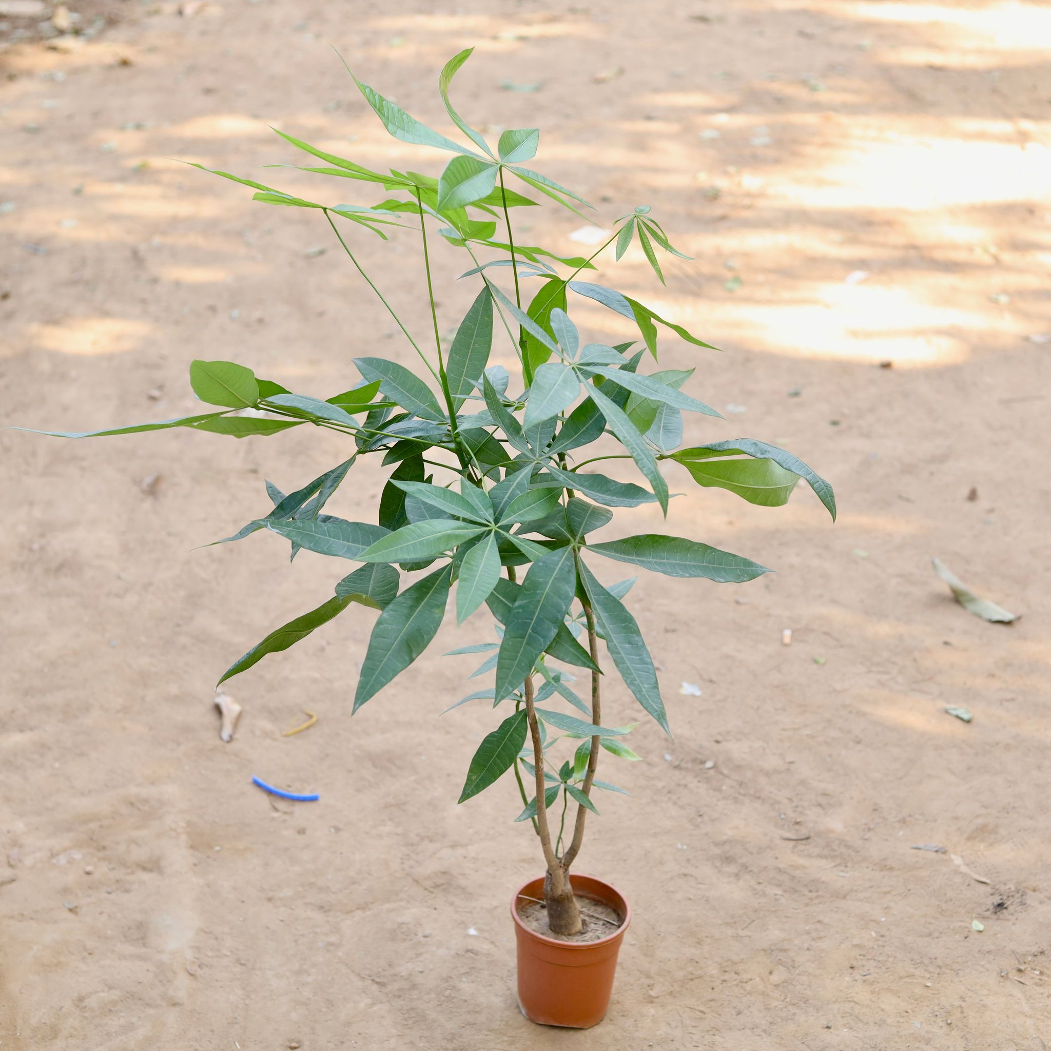 Pachera Single Stamp in 4 inch Nursery Pot