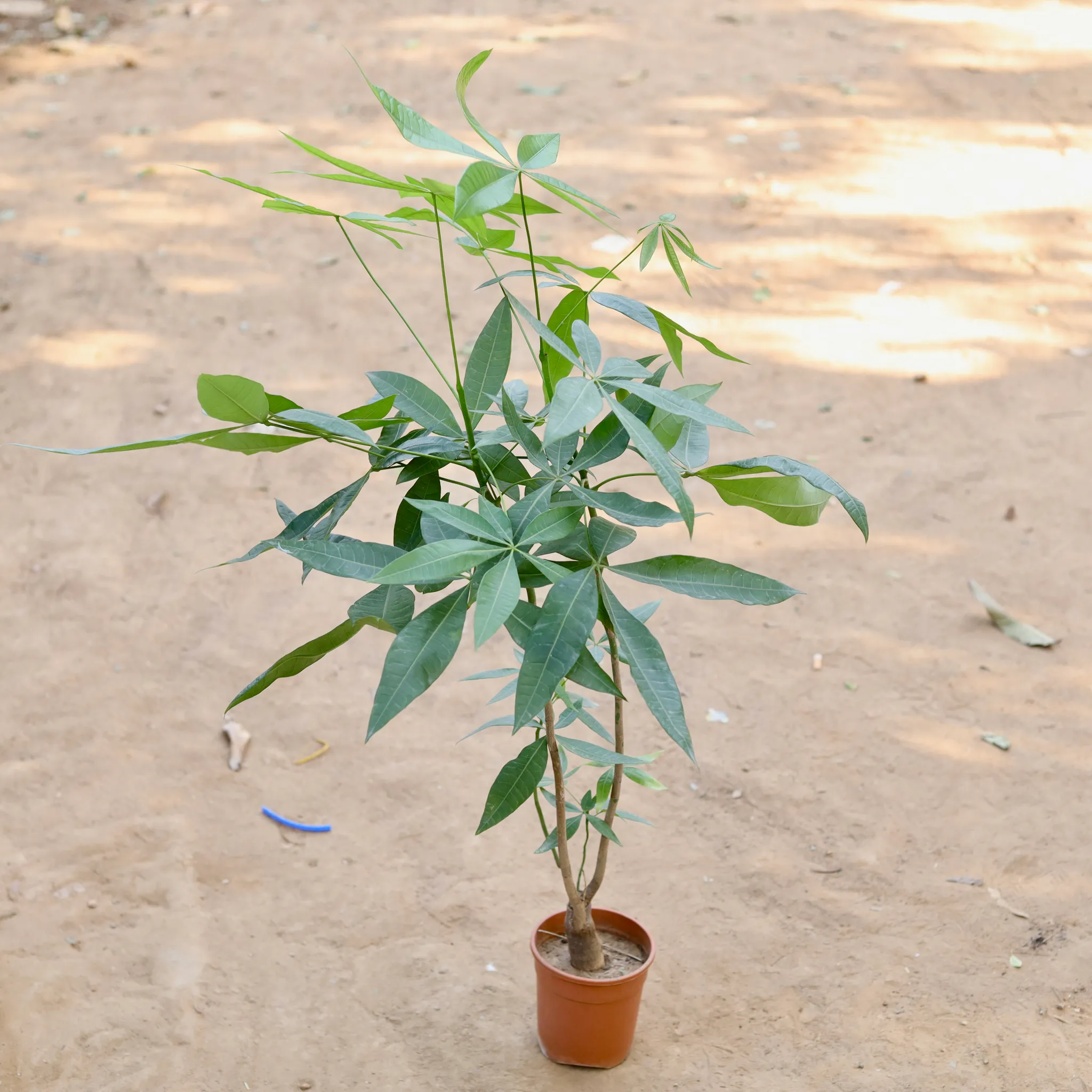 Pachera Single Stamp in 4 inch Nursery Pot