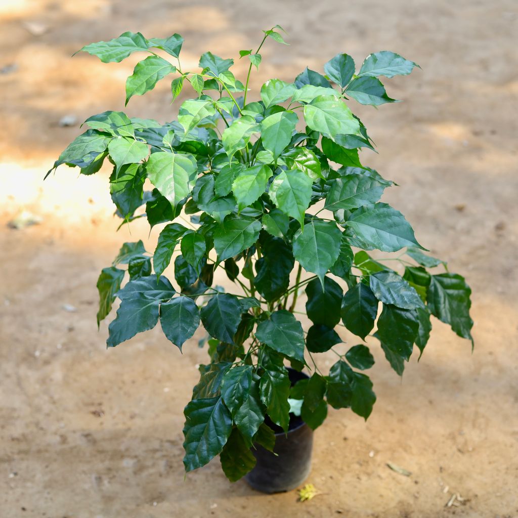 Radermachera / China Doll Imported in 6 inch Nursery Pot