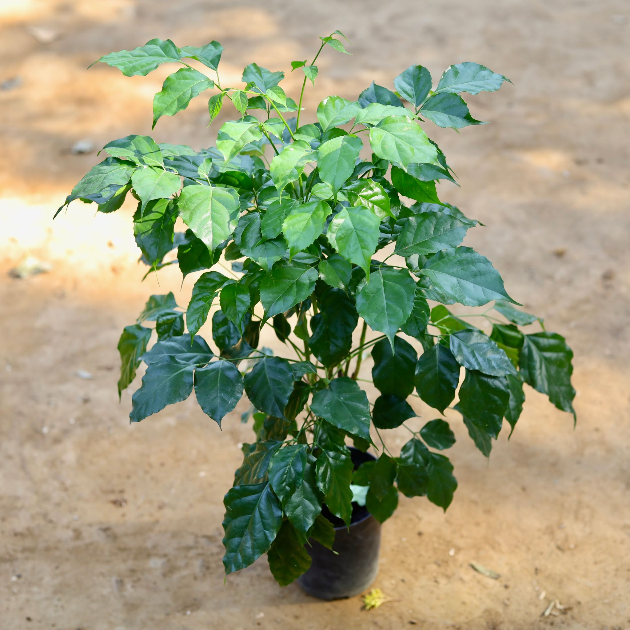 Radermachera / China Doll Imported in 6 inch Nursery Pot