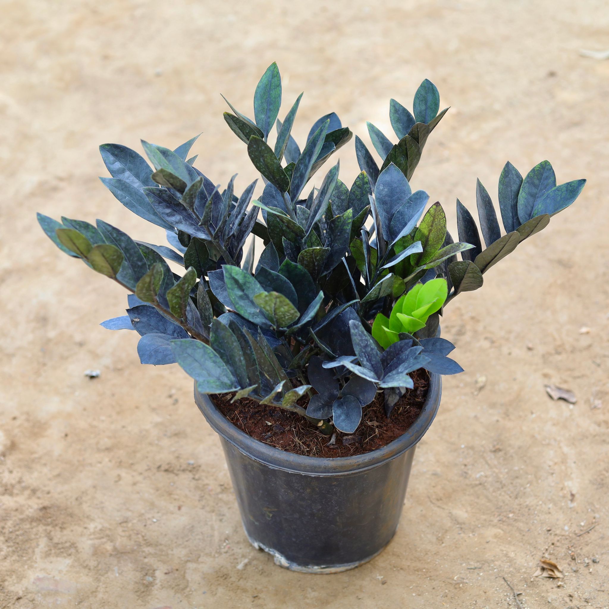 Zz Black in 8 inch Nursery Pot