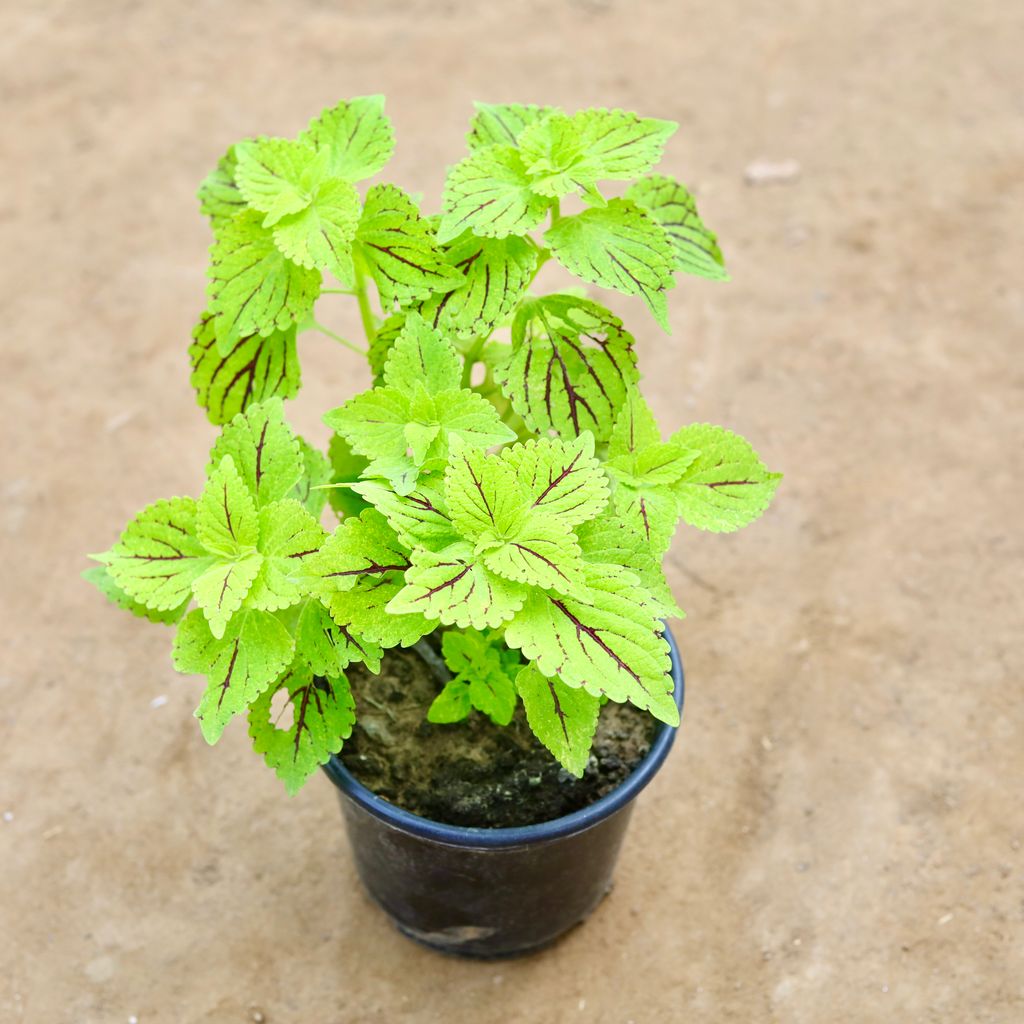 Coleus Green (any design) in 6 inch Nursery Pot