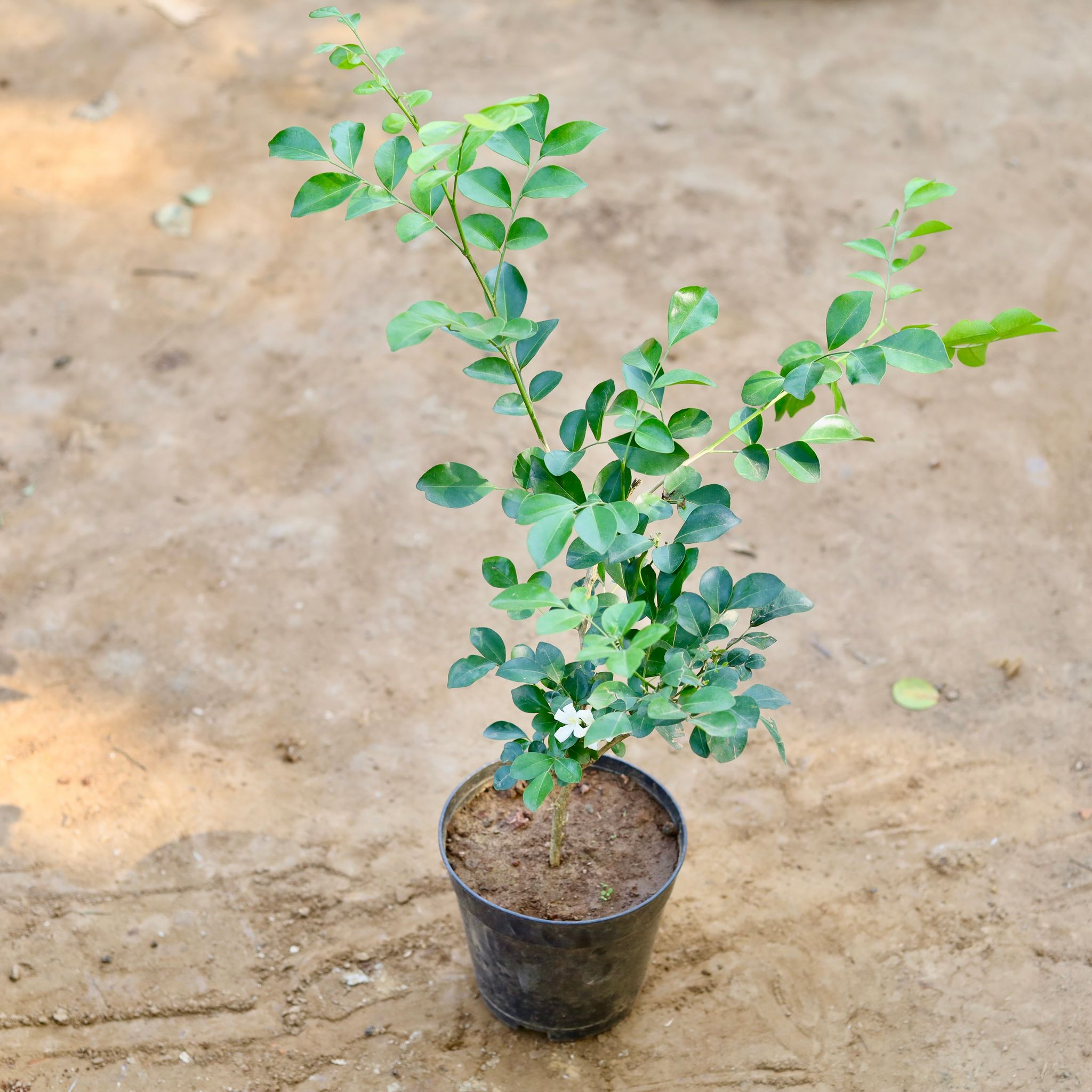 Murraya / Madhu Kamini White in 6 inch Nursery Pot