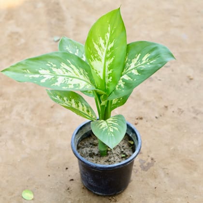 Buy Dieffenbachia Snow in 8 inch Nursery Pot Online | Urvann.com