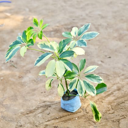 Buy Schefflera variegated in 4 inch Nursery Bag Online | Urvann.com