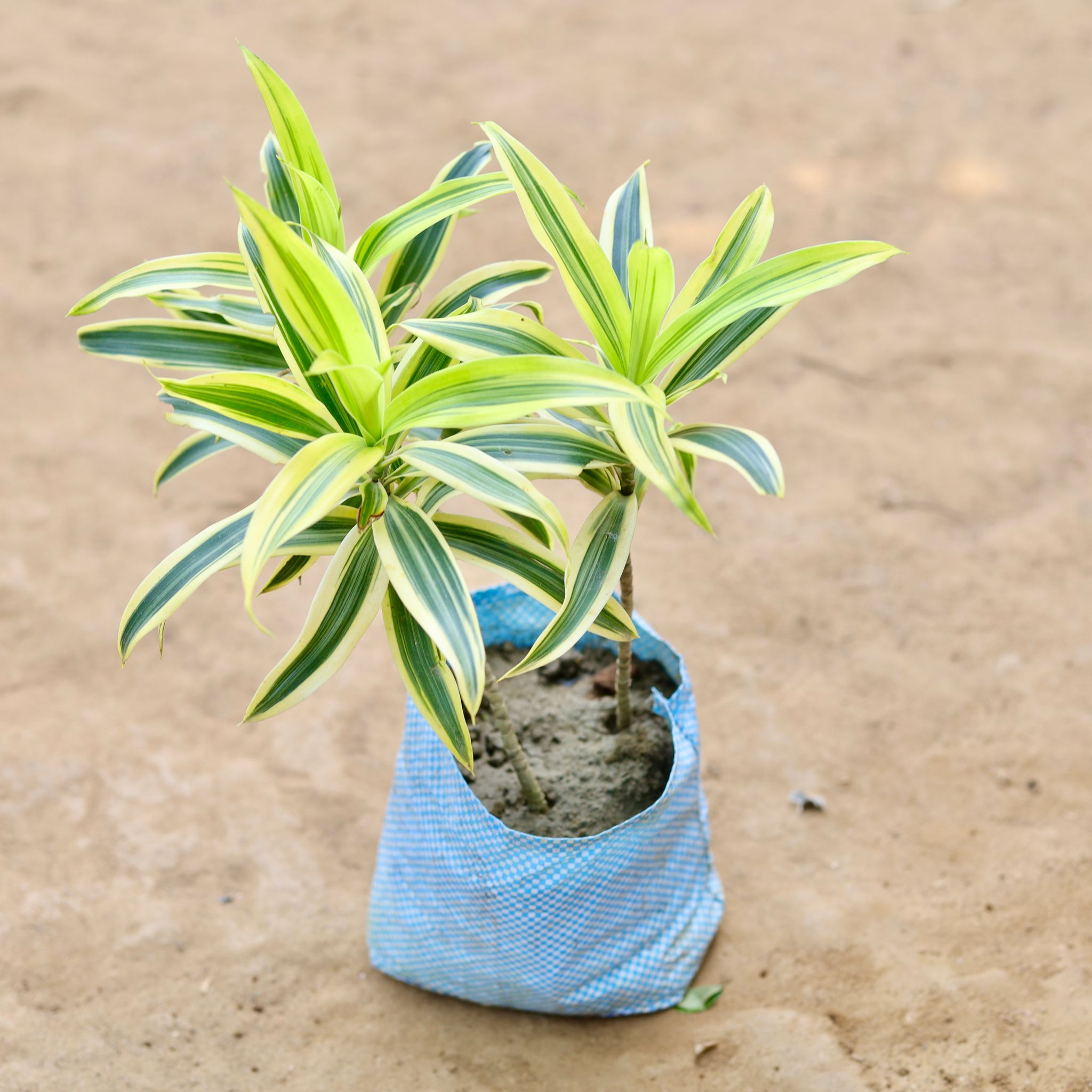 Song of India in 4 inch Nursery Bag