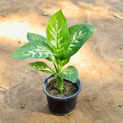 Buy Dieffenbachia Snow in 8 inch Nursery Pot Online | Urvann.com