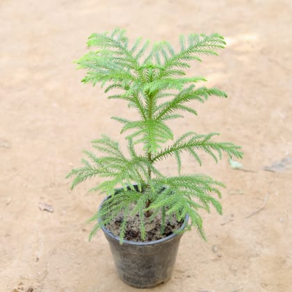 Buy Araucaria / Christmas Tree in 6 inch Nursery Pot Online | Urvann.com