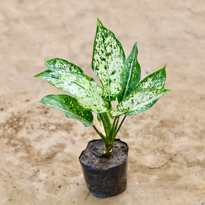 Buy Aglaonema Snow White in 4 inch Nursery Bag Online | Urvann.com