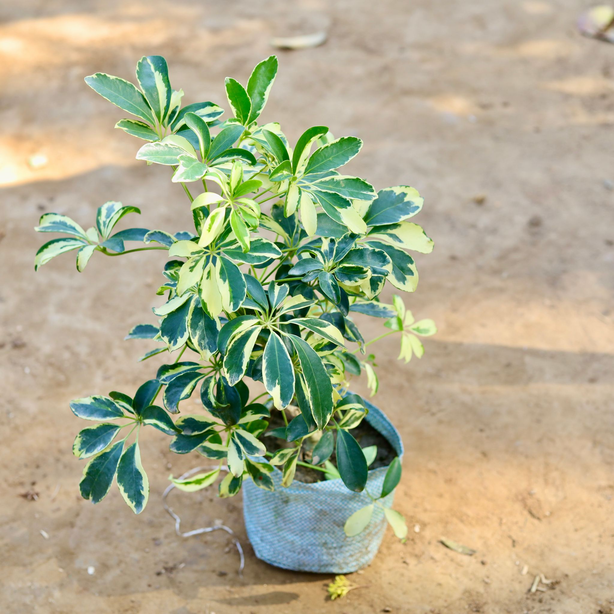 Schefflera variegated in 6 inch Nursery Bag