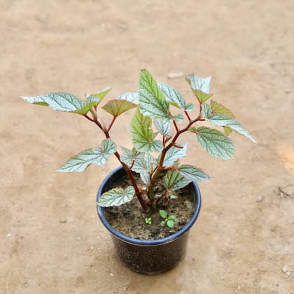 Buy Begonia Green (any design) in 6 inch Nursery Pot Online | Urvann.com