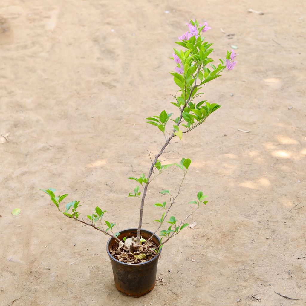 Buy Bougainvillea (any colour) in 6 inch Nursery Pot Online | Urvann.com Bougainvillea (any colour) in 6 inch Nursery Pot