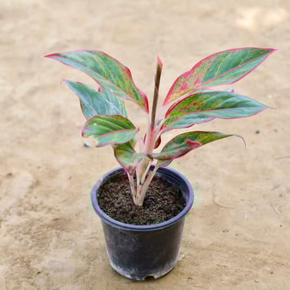 Buy Aglaonema Lipstick in 4 inch Nursery Pot Online | Urvann.com