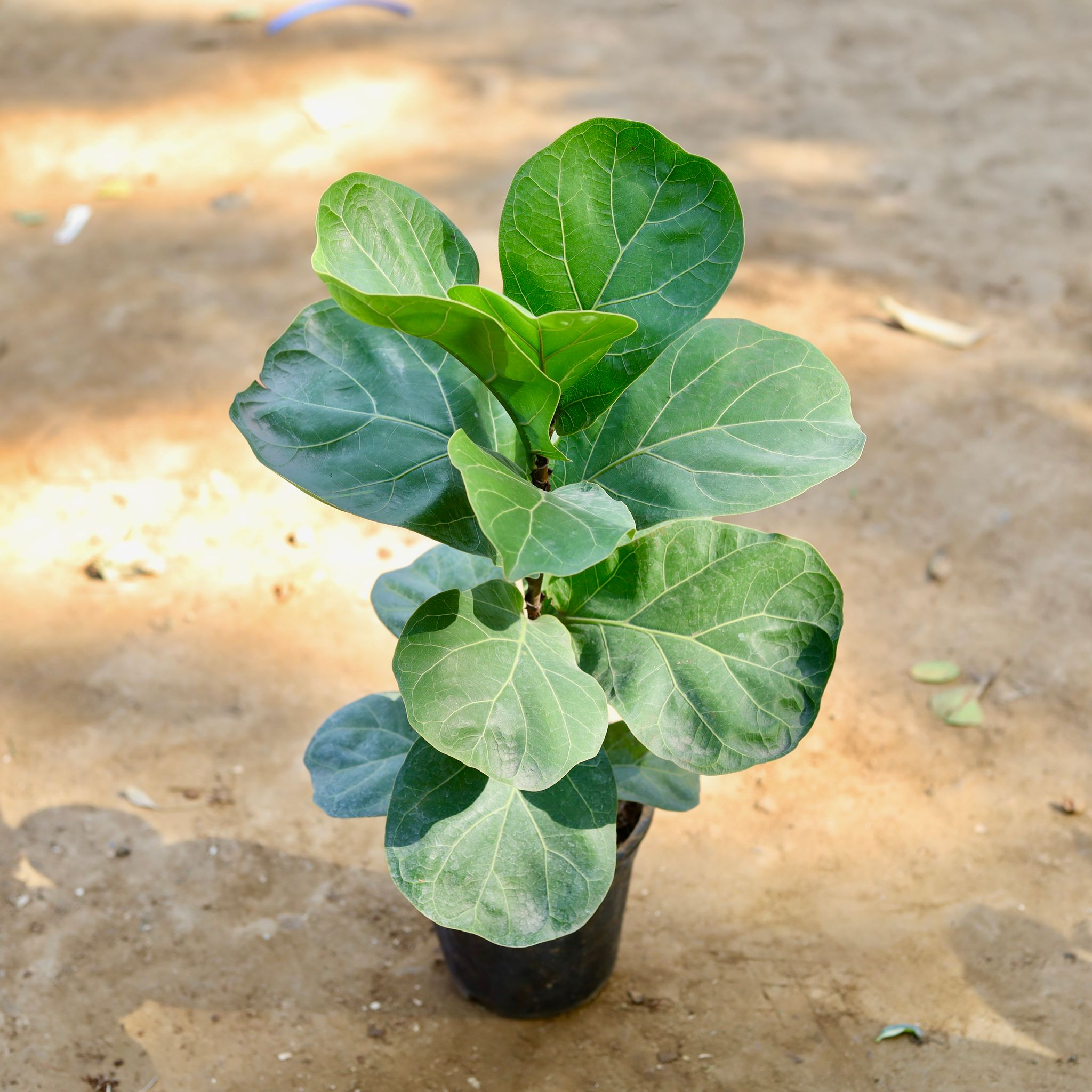 Fiddle Leaf Fig / Ficus Lyrata in 6 inch Nursery Pot