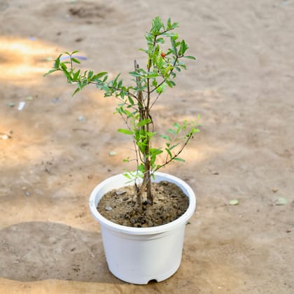 Buy Pomegranate / Anar in 12 inch White Nursery Pot Online | Urvann.com