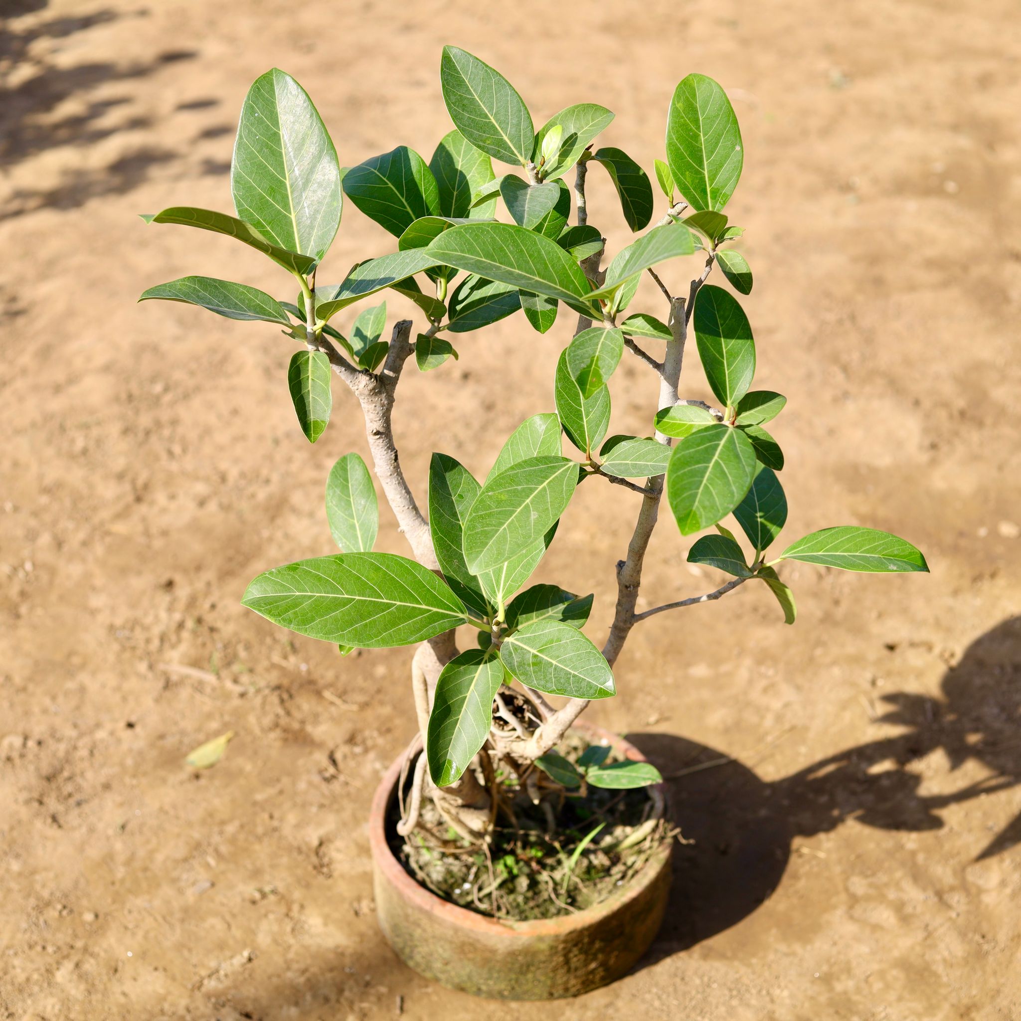 Badh Plant in 8 inch Clay Tray