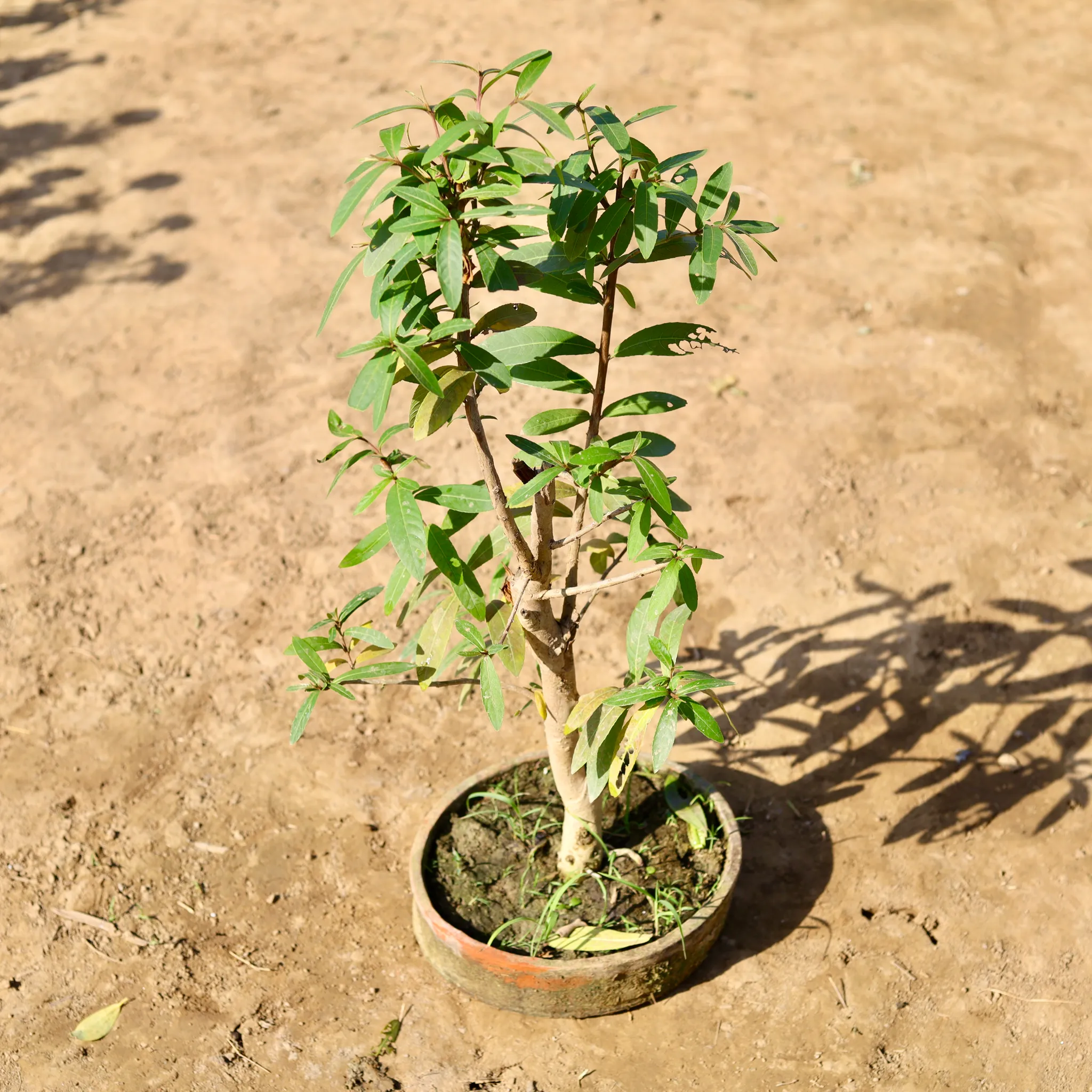 Arjun Plant in 8 inch Clay Tray