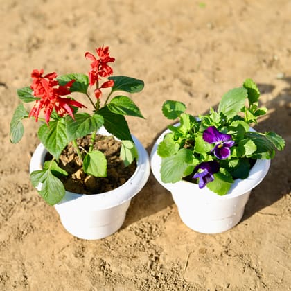 Buy Set of 2 - Pansy & Salvia (any colour) in 6 inch Classy White Plastic Pot Online | Urvann.com