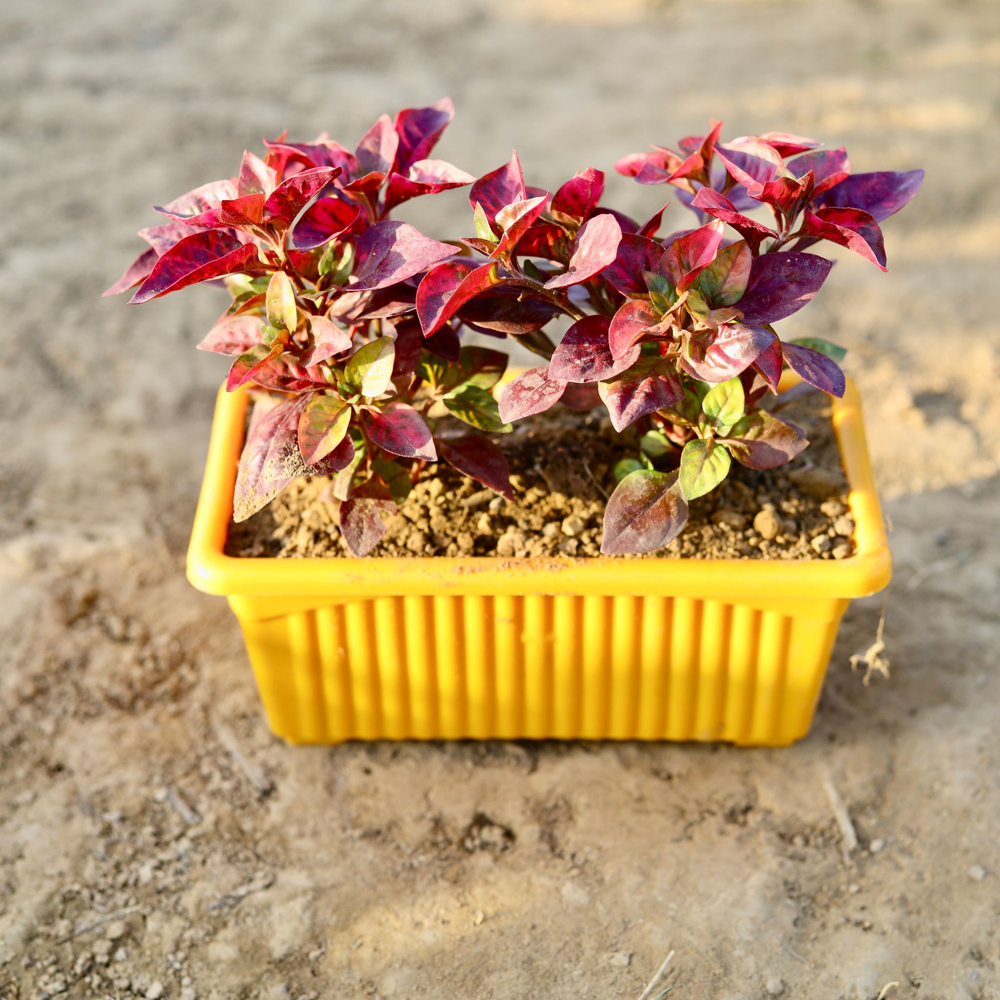 Alternanthera Red in 8x3 inch Rectangular Window Plastic Planter (any colour)