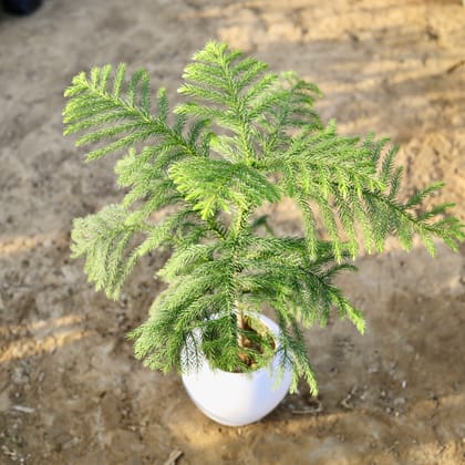 Buy Araucaria / Christmas Tree in 6 inch Classy White Apple Plastic Pot Online | Urvann.com