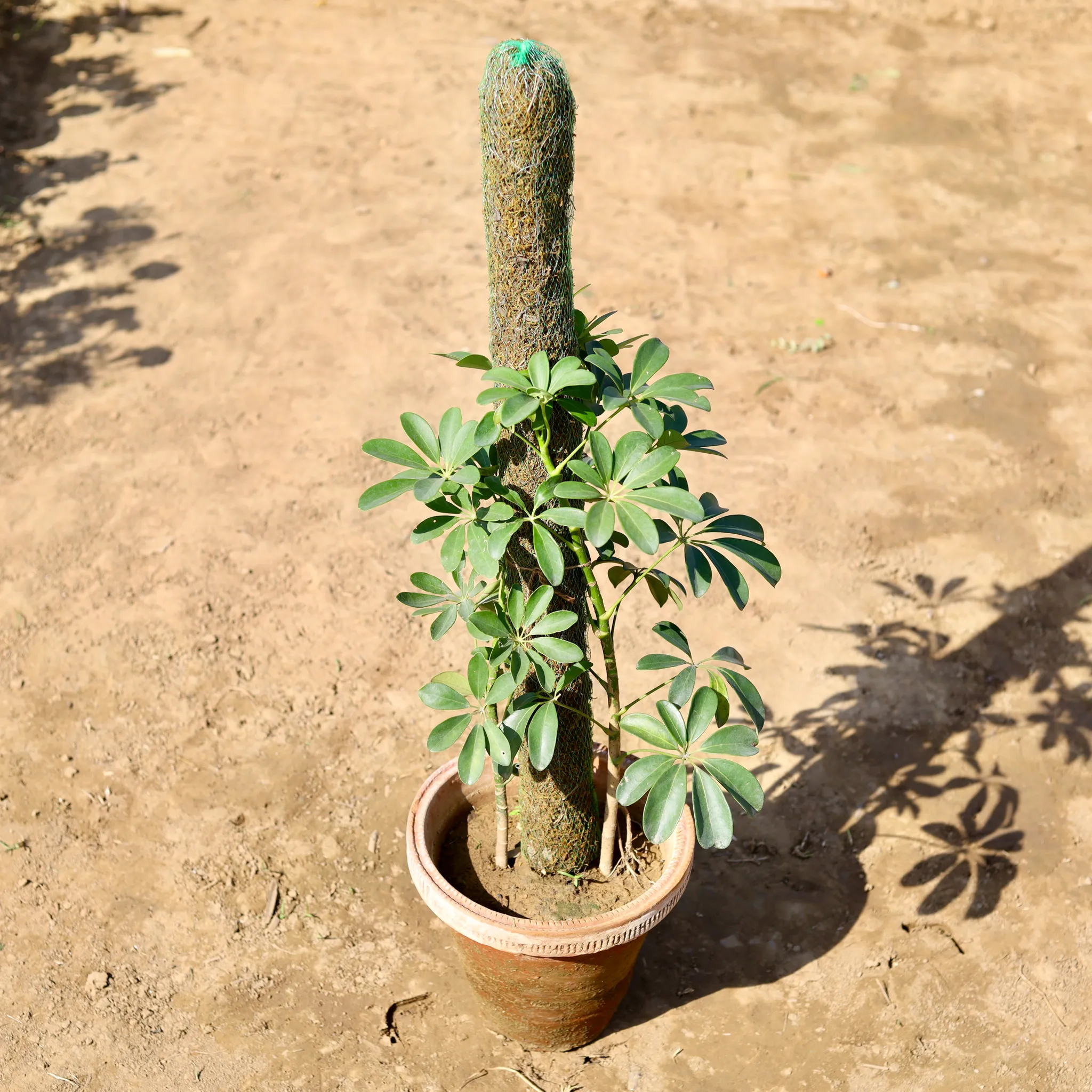 Schefflera Green with 3 Ft Moss Stick in 10 inch Clay Pot
