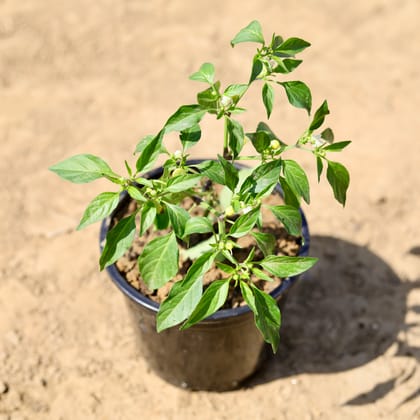 Buy Mirchi / Chilli in 6 inch Nursery Pot Online | Urvann.com