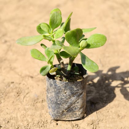 Buy Crassula Succulent in 4 inch Nursery Bag Online | Urvann.com