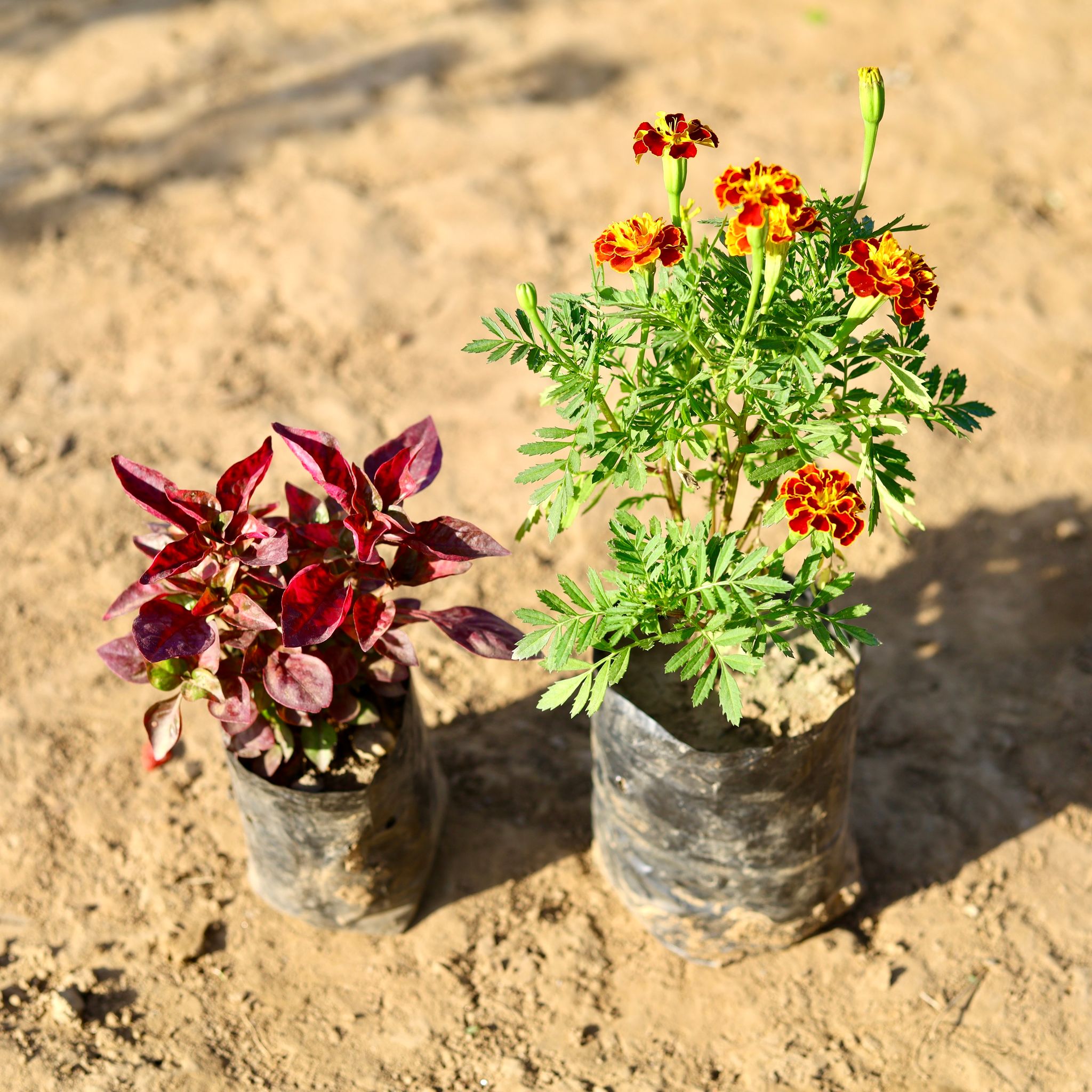 Set of 2 - Marigold Jafri & Alternanthera Red (any colour) in 4 inch Nursery Pot