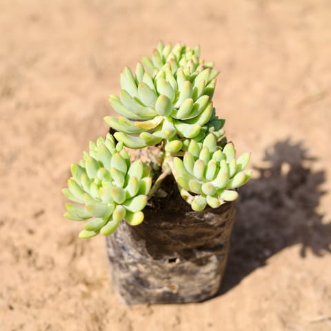 Burro's Tail Succulent in 4 inch Nursery Bag
