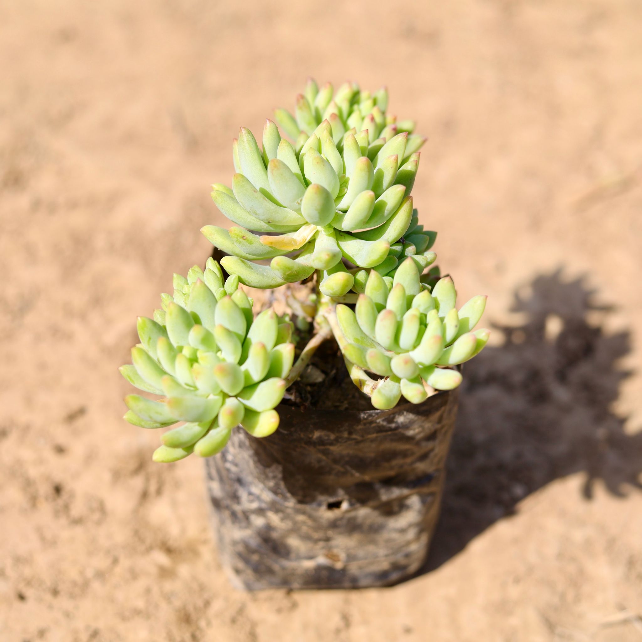 Burro's Tail Succulent in 4 inch Nursery Bag