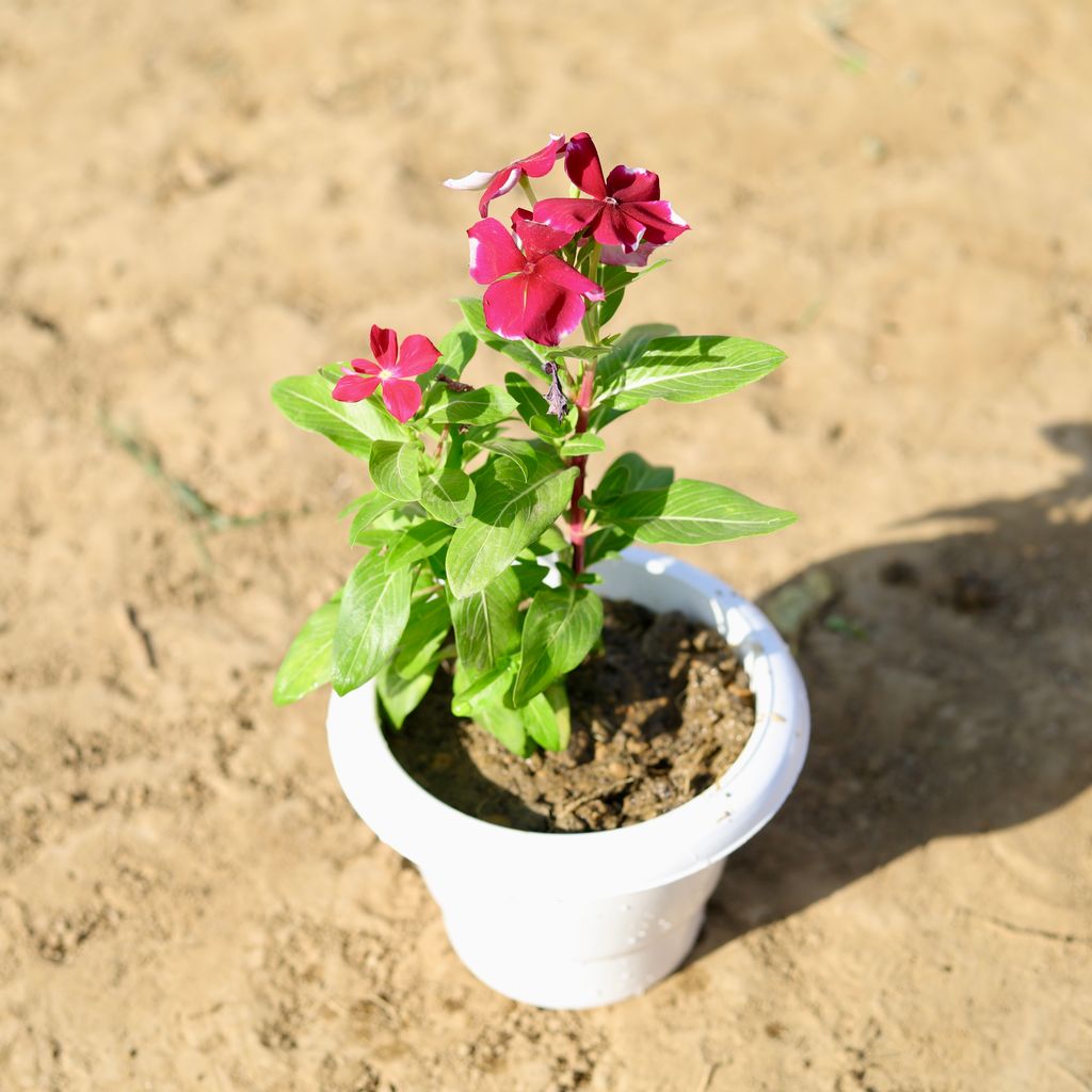 Periwinkle / Sadabahar / Vinca (any colour) in 6 inch Classy White Plastic Pot