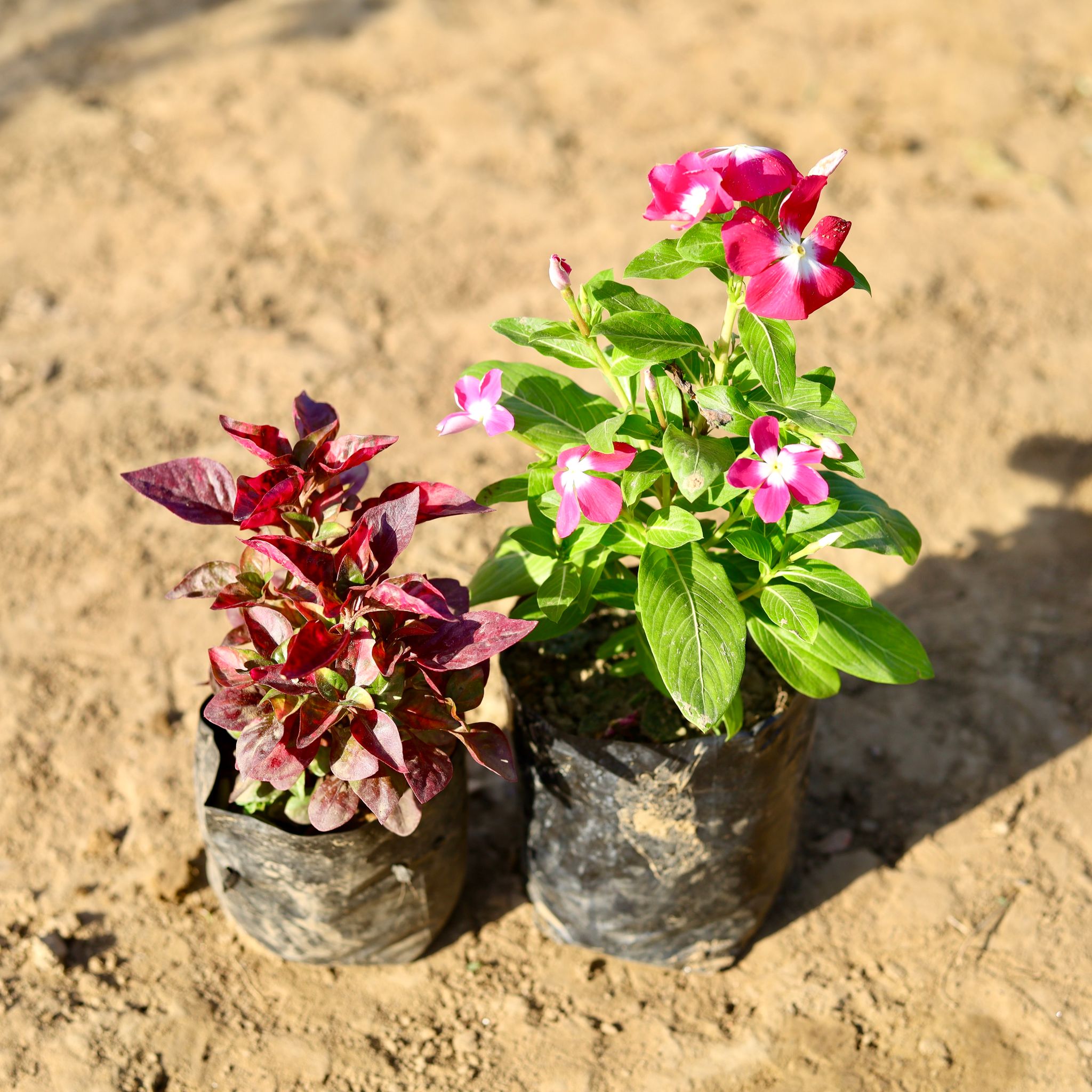 Set of 2 - Periwinkle / Sadabahar / Vinca & Alternanthera (any colour) in 4 inch Nursery Bag