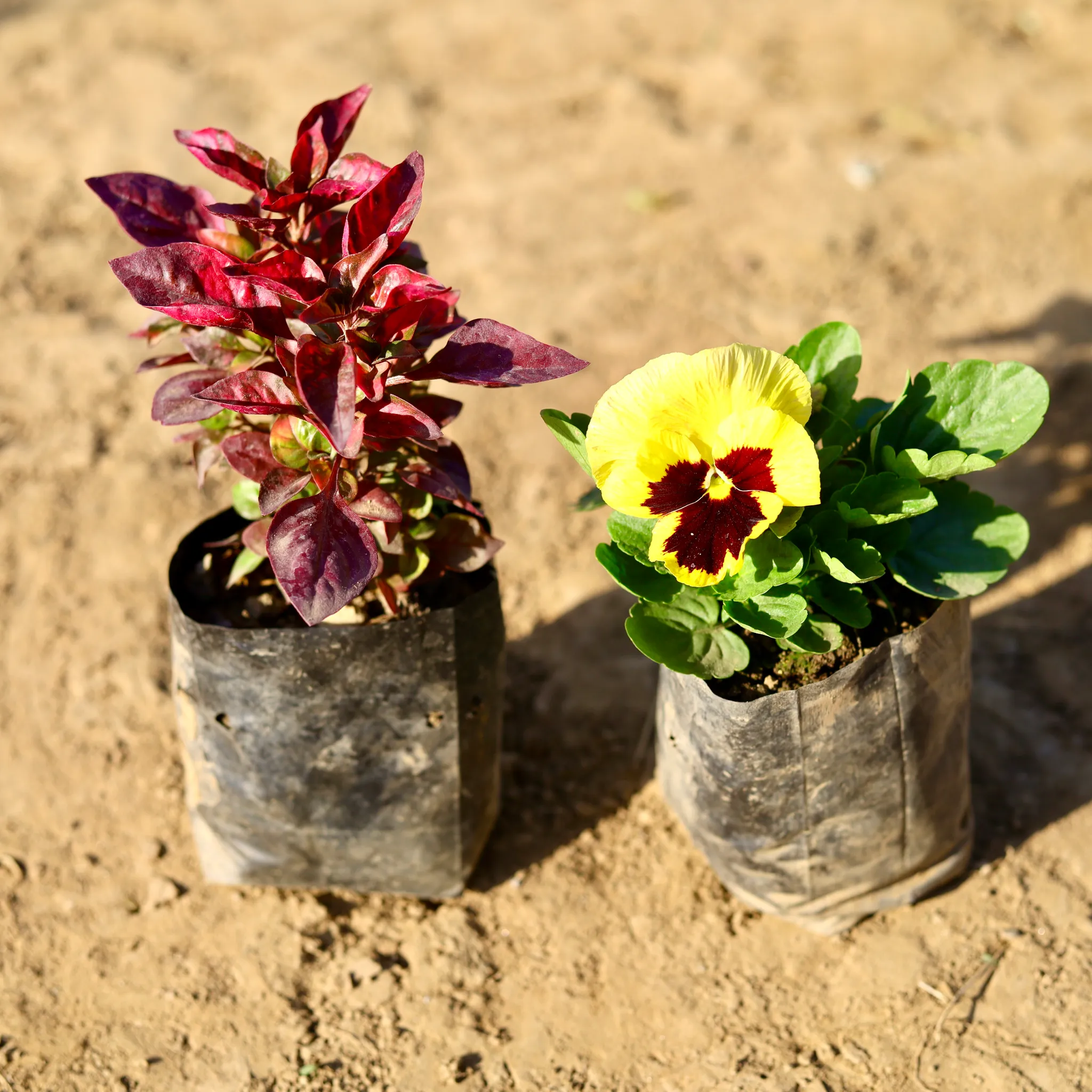 Set of 2 - Pansy & Alternanthera (any colour) in 4 inch Nursery Bag