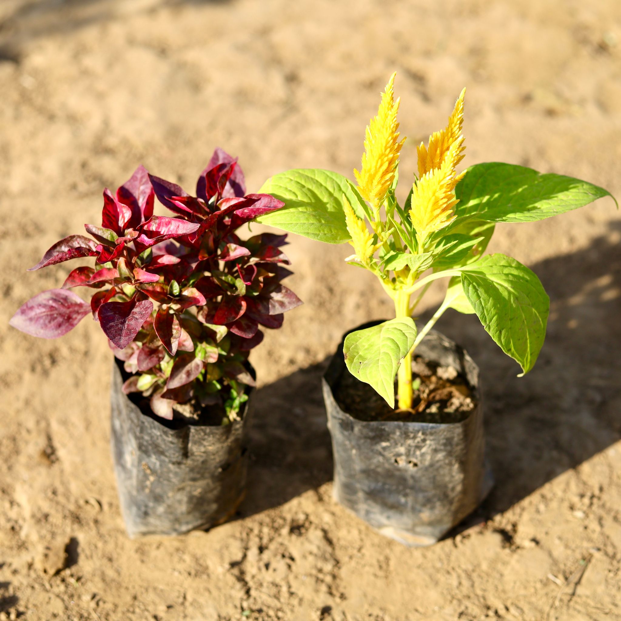 Set of 2 - Alternanthera & Celosia (any colour) in 4 inch Nursery Bag
