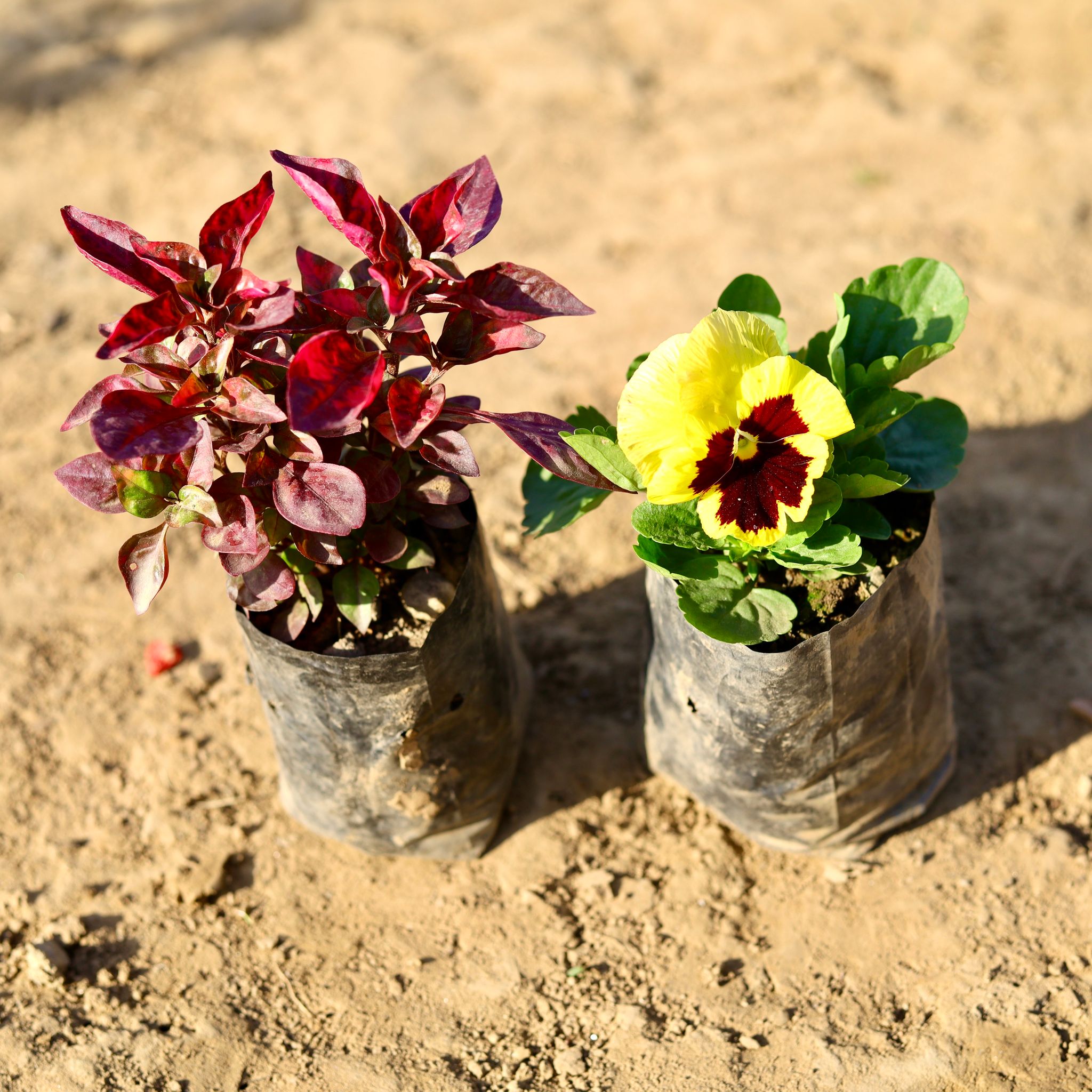 Set of 2 - Pansy & Alternanthera Red (any colour) in 4 inch Nursery Bag