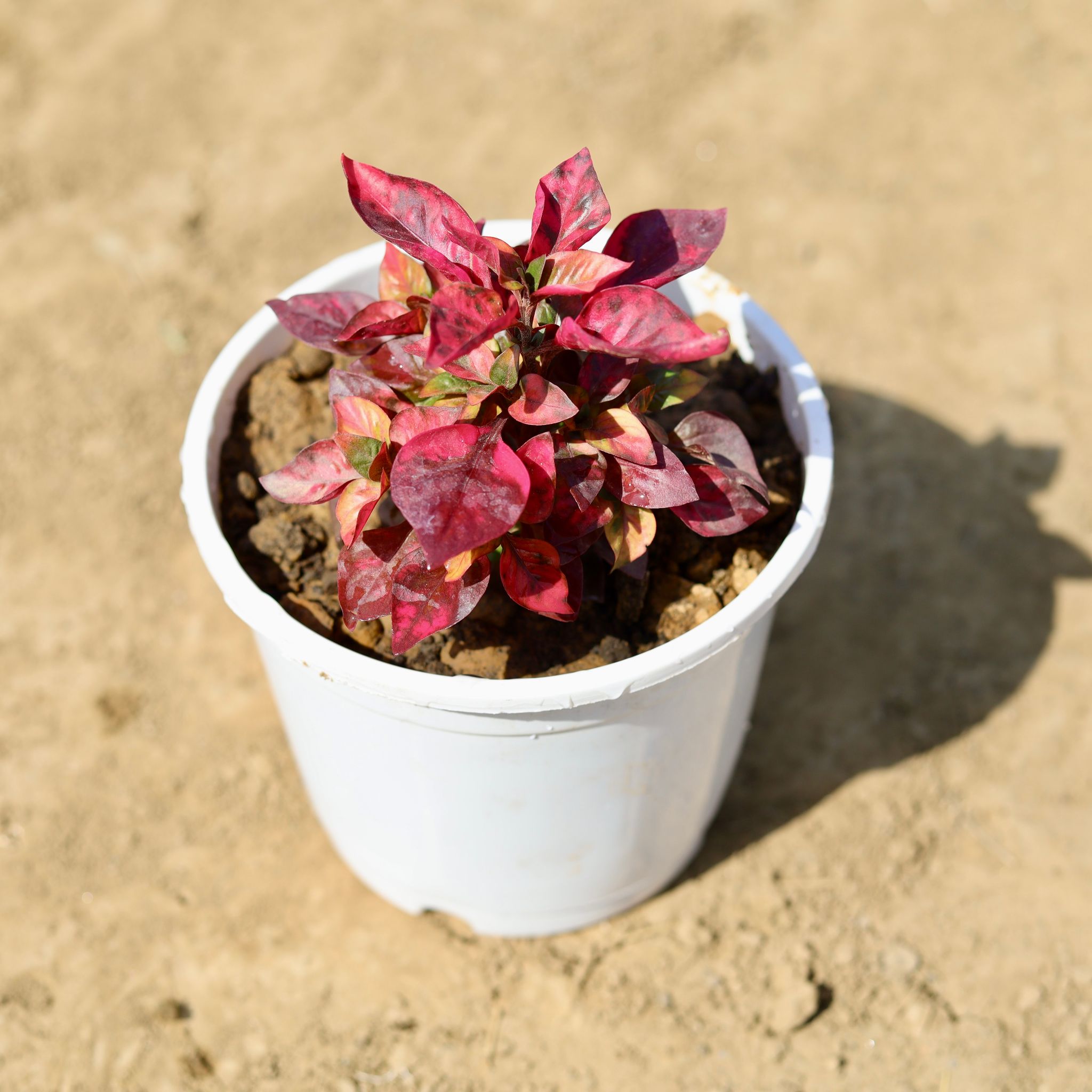 Alternanthera red in 6 inch White Nursery Pot