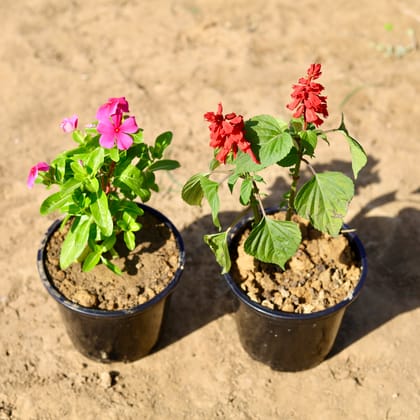Buy Set of 2 - Periwinkle / Sadabahar / Vinca & Salvia Red in 6 inch Nursery Pot Online | Urvann.com