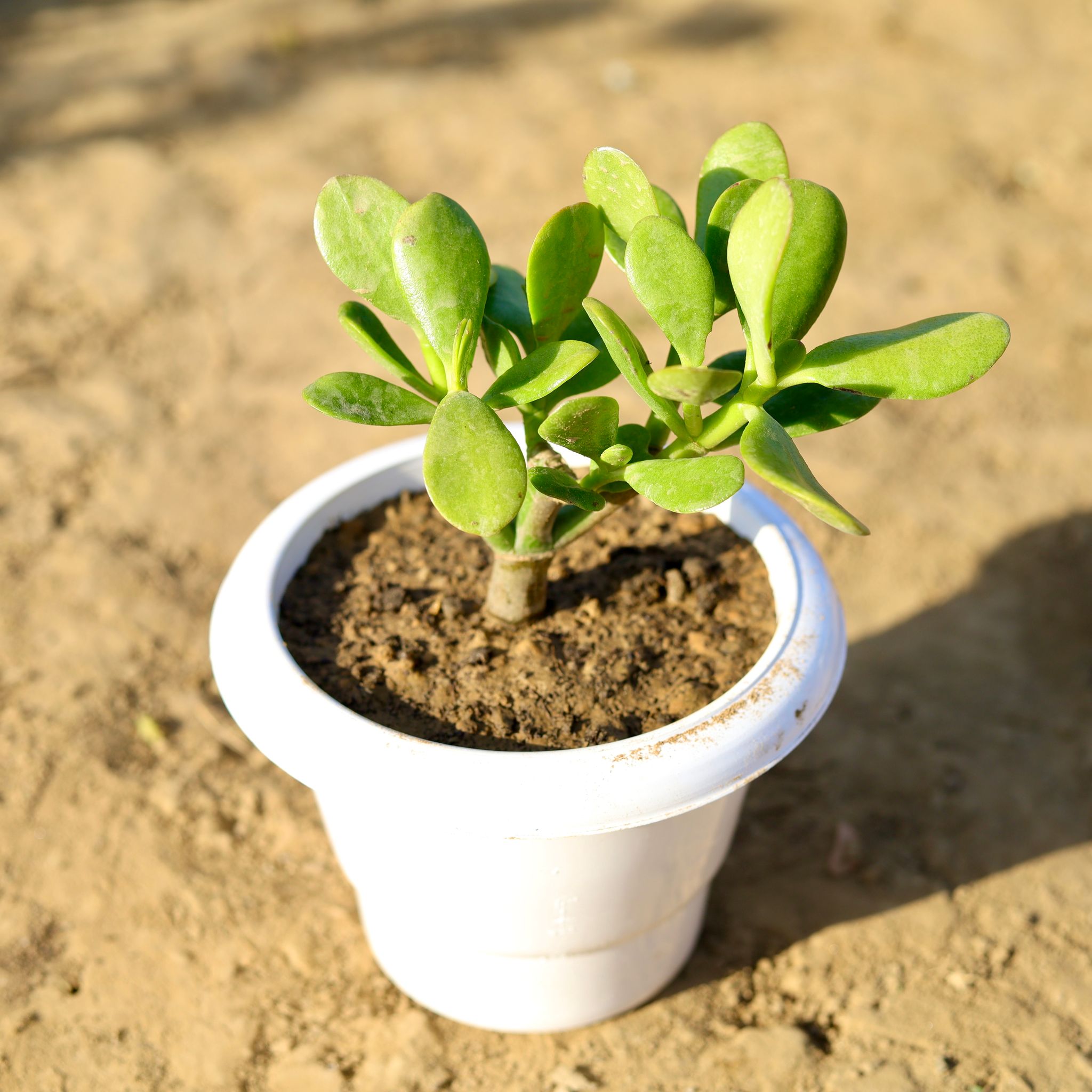 Crassula Ovata Succulent in 6 inch Classy White Plastic Pot